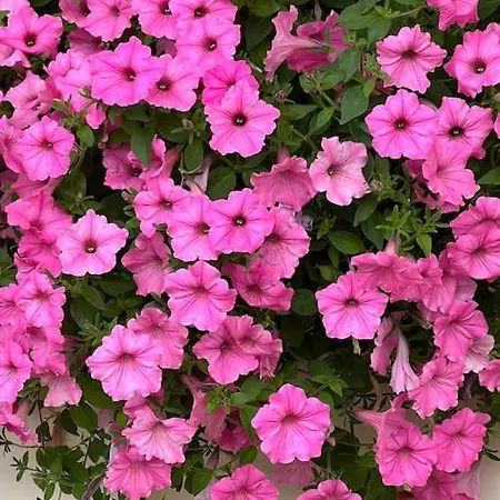 Wonderful In Outstanding Natural Beauty *